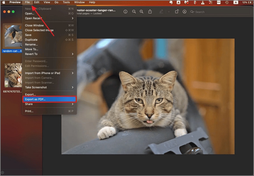 export as pdf preview