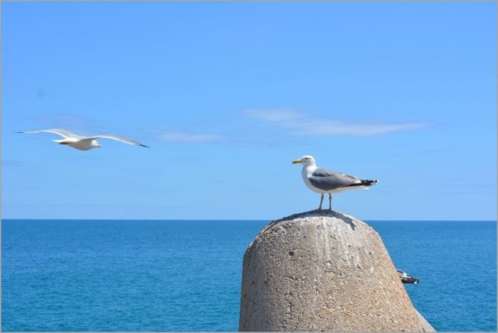 a png image of seagull