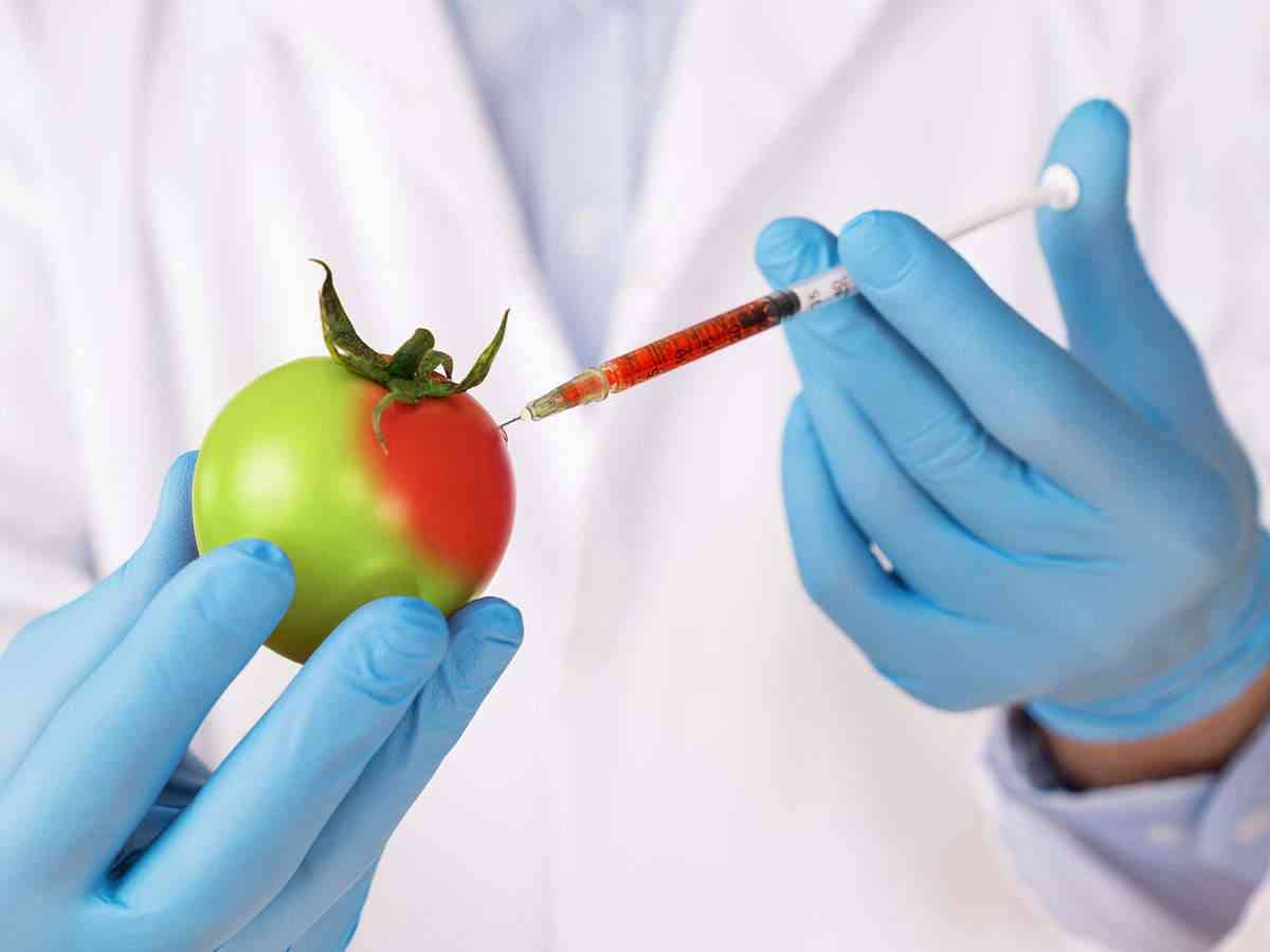 genetically modified foods
