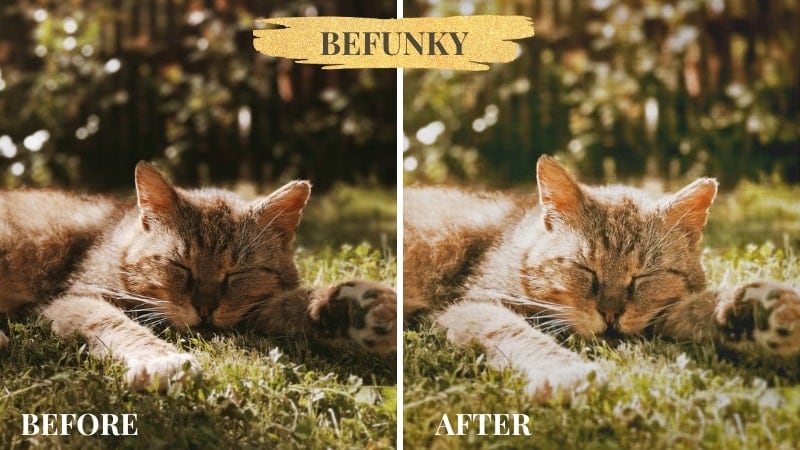 befunky edit cat photo tool