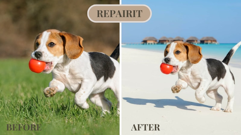 repairit dog photo edit