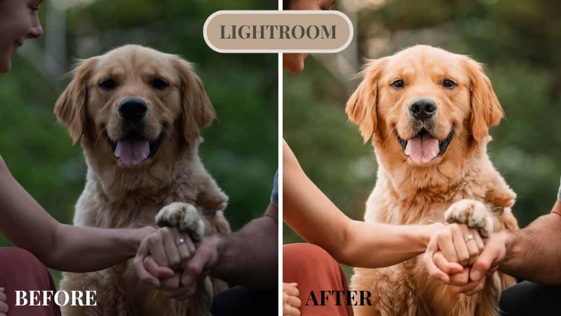 lightroom dog photo edit