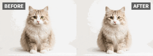 Fai Applaudire Foto di Animali con AI per Video Divertenti