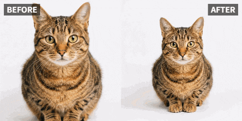Crea Foto di Gatto che Saluta con AI: Un Grazie al Tuo Felino