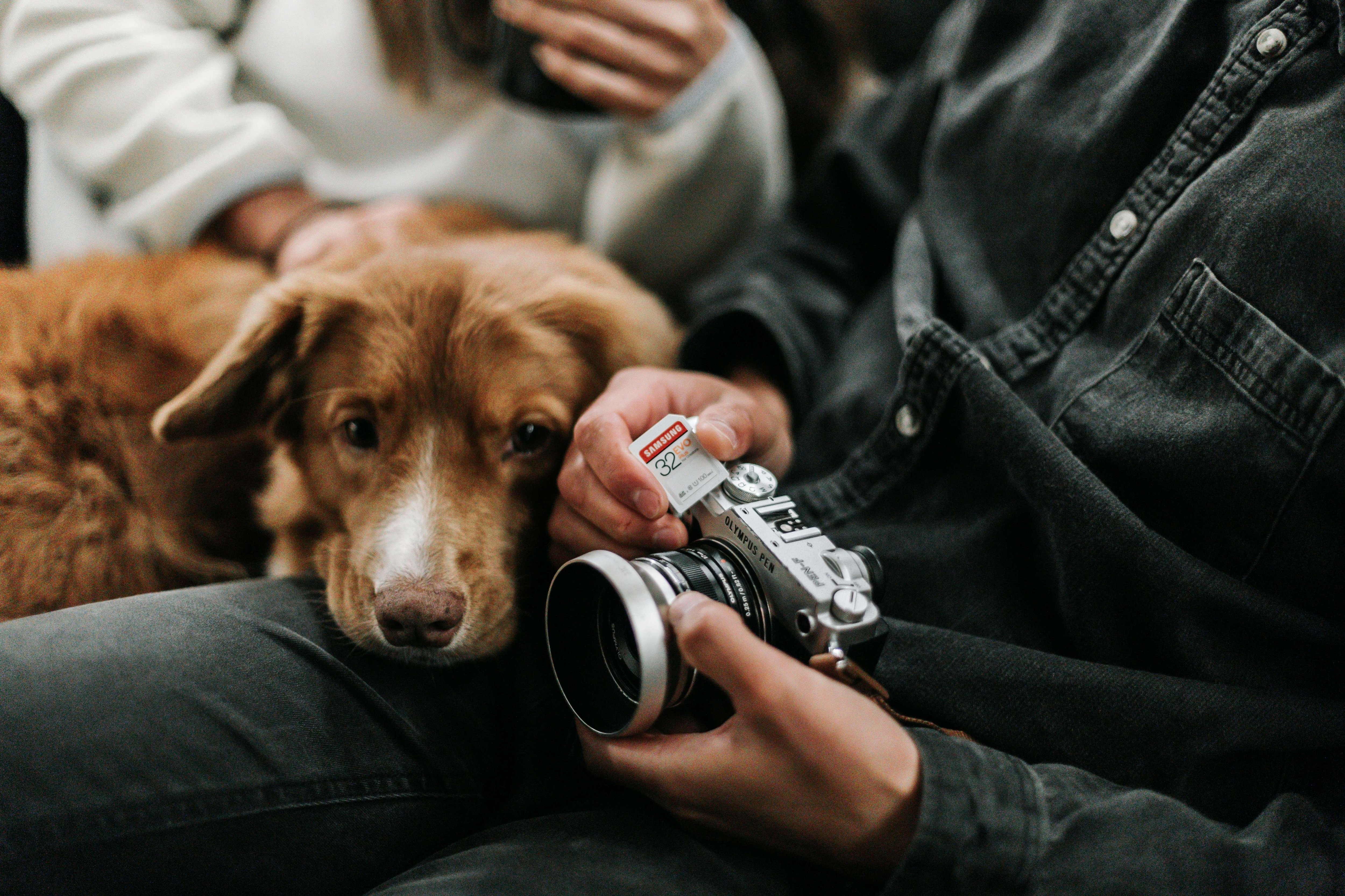 person holding an sd card and a camera with a dog resting on their lap 