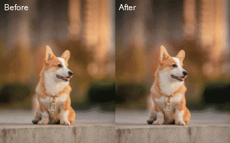 Come animare foto di animali domestici e creare personaggi