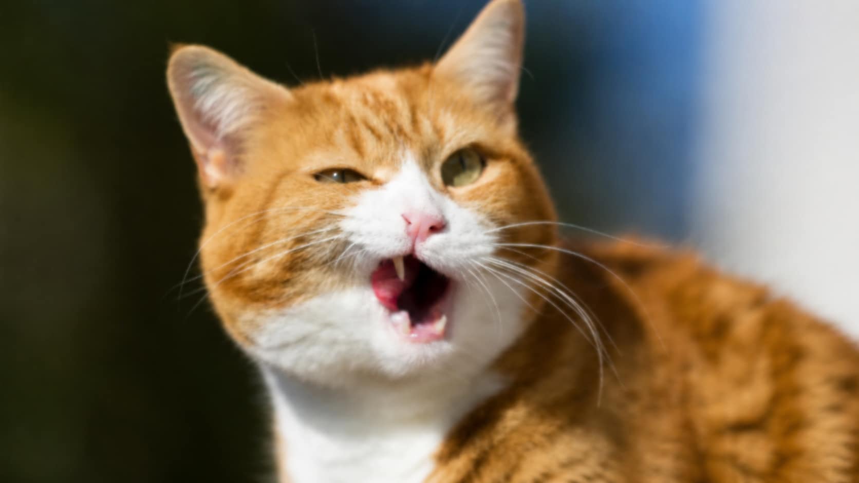 fix out of focus photos online free before