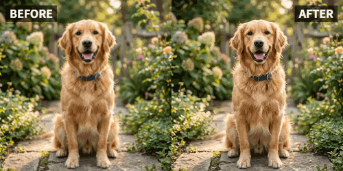 animated pet photo and travel photo for Instagram