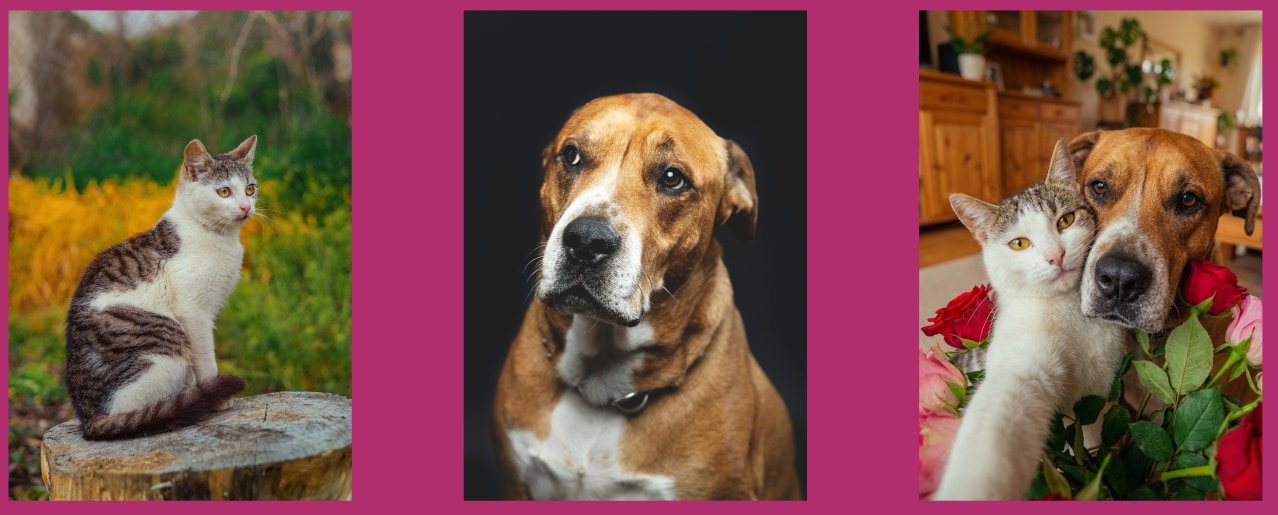 valentines-day-filter