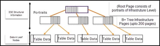 Estructura del árbol B de MS Exchange