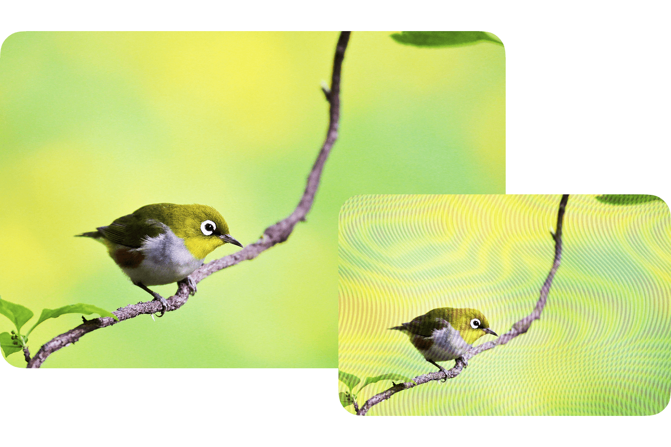 remove moire from images