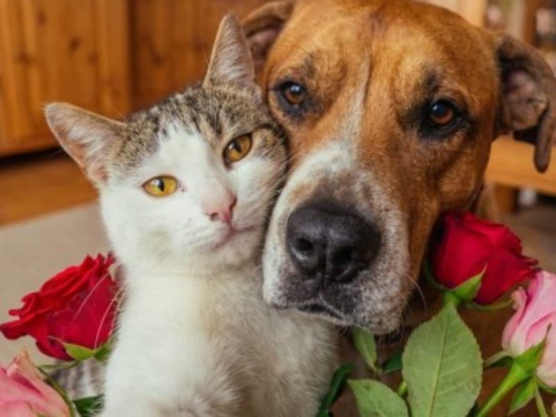 mix pictures of pets and people with ease