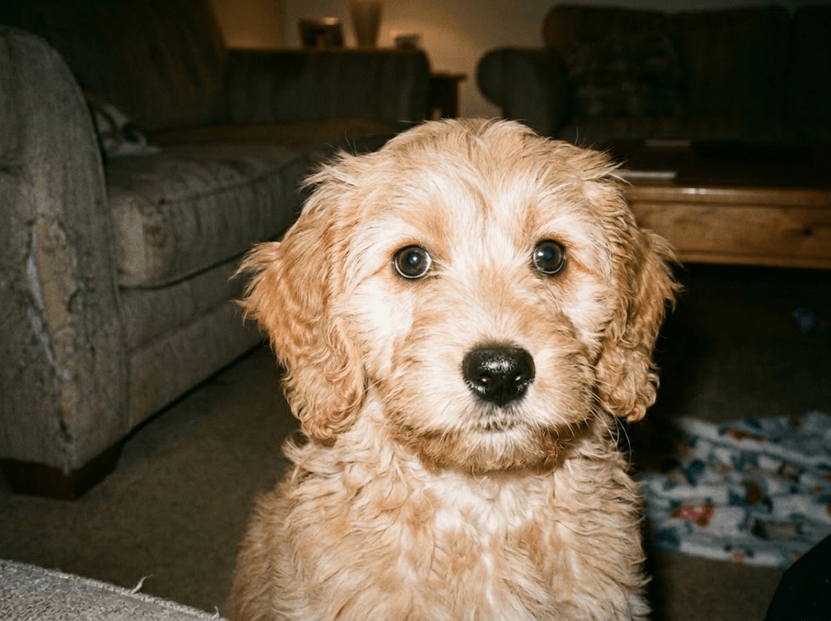 make favorite portraits and pet photos feel worth keeping