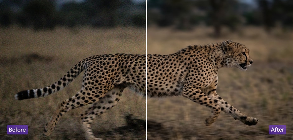 remove noise from wildlife or sports photos
