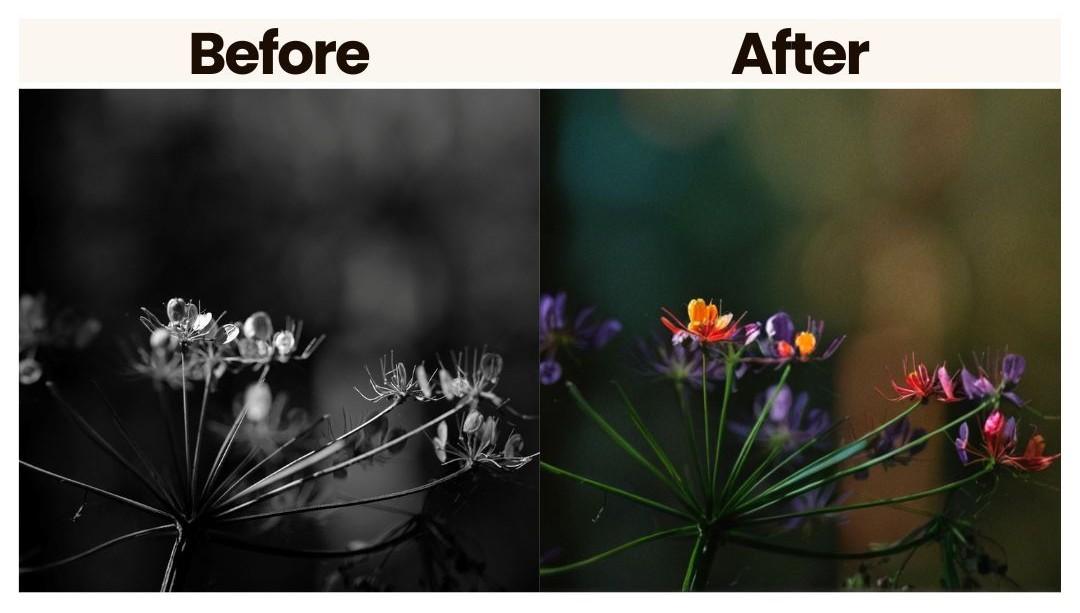 imagecolorizer picture colorization