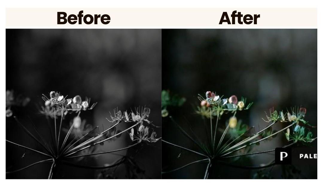 palette picture colorization