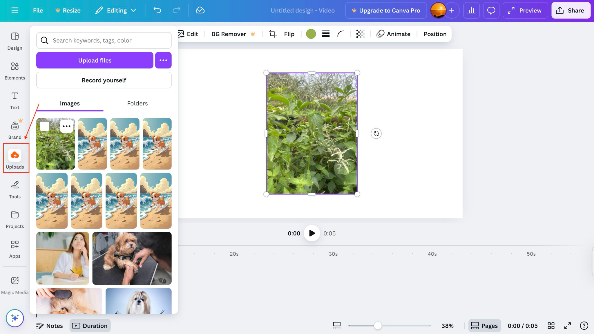 canva upload photo