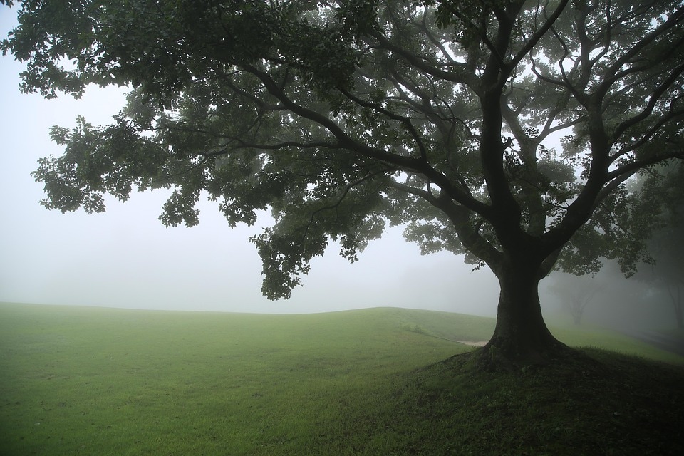 foggy field