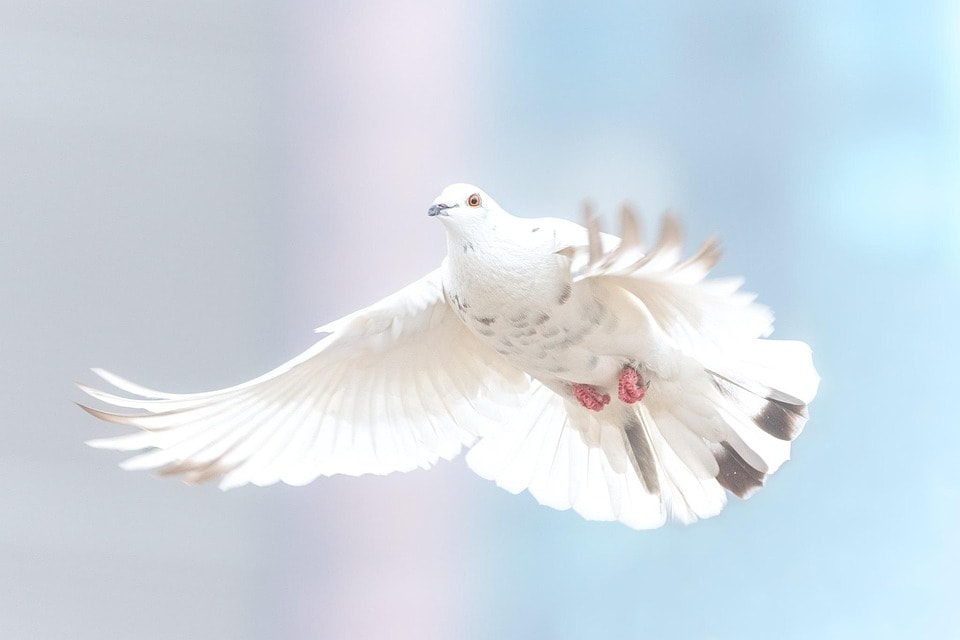 a bird flying