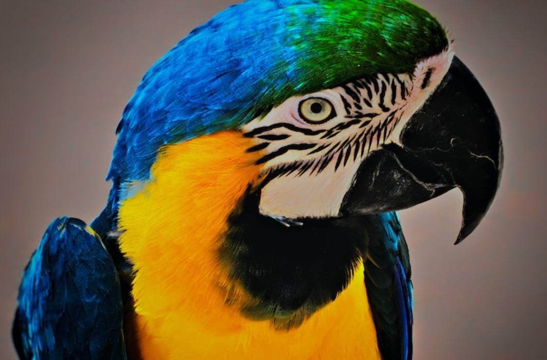 capturing great details and textures fill the frame